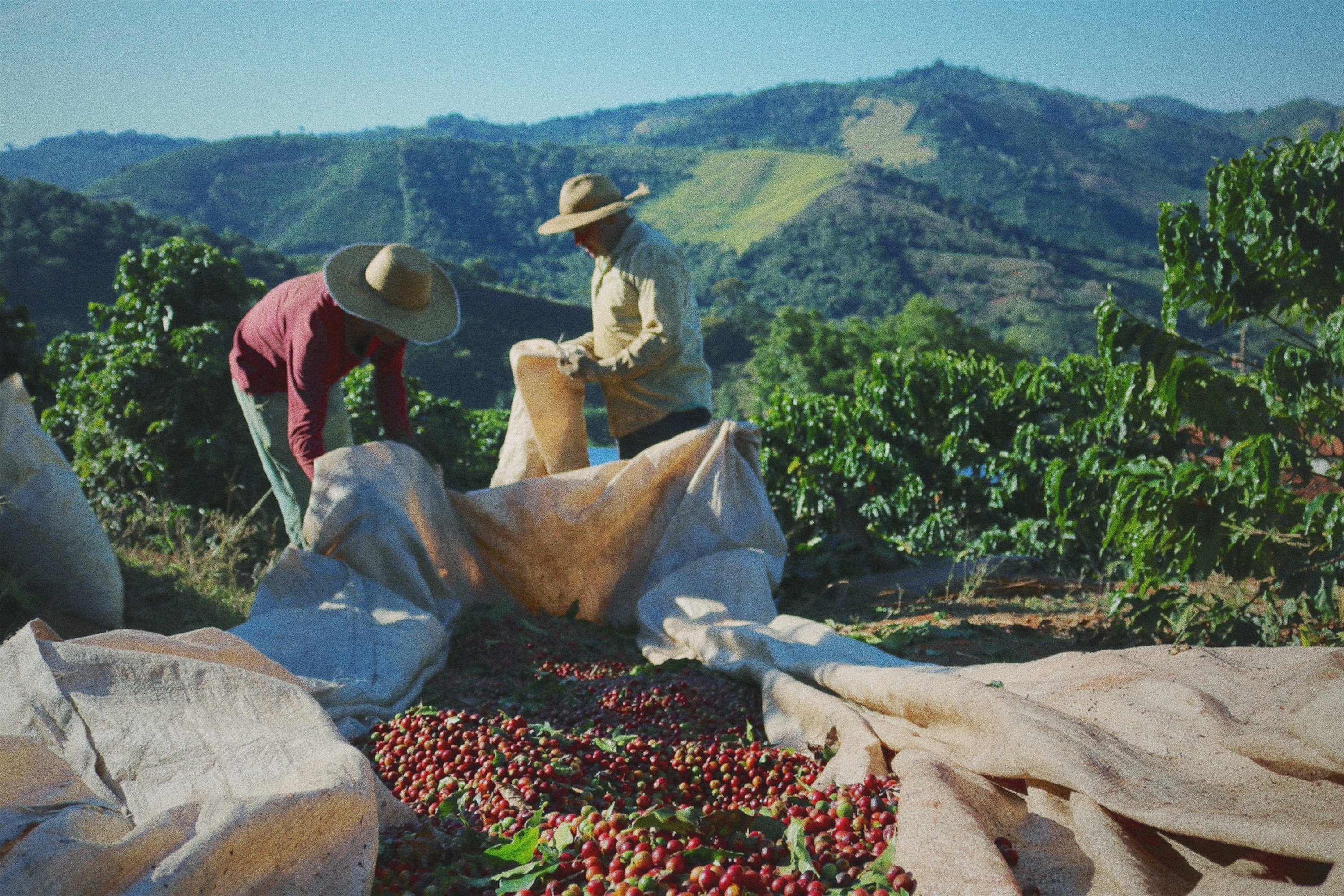 Coop Coffees Producers